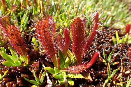 Drosera mufretti